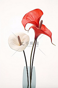 桌上花瓶里的两朵红白花