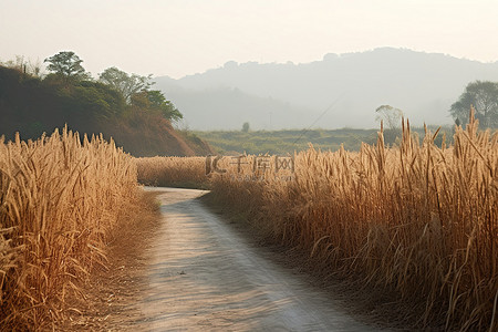 平坦的泥土路背景图片_沿着长长的高草和灌木丛显示了一条土路