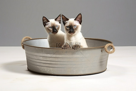 可爱浴缸背景图片_暹罗猫在带篮子的老式镀锌浴缸中