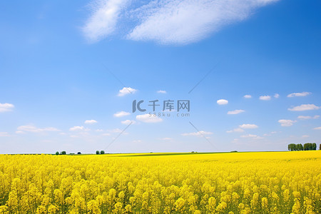 油菜花田背景背景图片_黄色田野和蓝天的田园风光