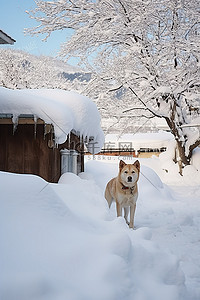 雪景小房子背景图片_狗站在小房子旁边的雪中