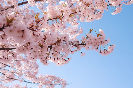 樱花绽放，让树枝充满阳光