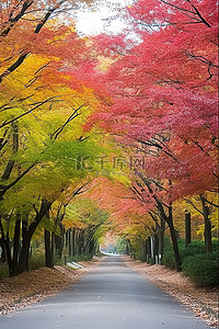 云树木背景图片_柏油路两旁种满了色彩缤纷的树木
