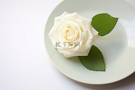 白玫瑰背景图片_白盘上的白玫瑰