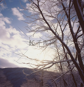 雪雪花背景图片_白色的树枝映衬着雪景