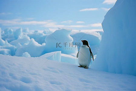 雪上上的脚印背景图片_一只企鹅在雪上