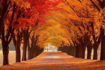 秋天黄色树叶背景图片_一条黄色的道路，两旁是五颜六色的树木和树叶