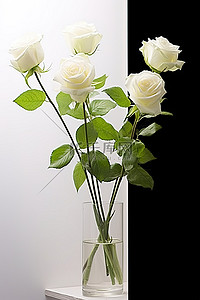 花瓶里的白玫瑰