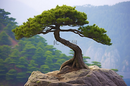 岩石上的一棵小松树