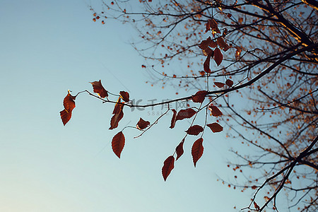 天空中有叶子的树枝