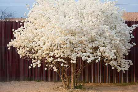 阳光明媚的院子里有一棵开满鲜花的白树