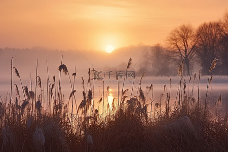 下河摸鱼背景图片_湖水长满了高高的草丛，夕阳在薄雾中落下