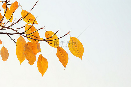 黄色枫叶的背景图片_晴朗天空下黄色秋叶的肖像