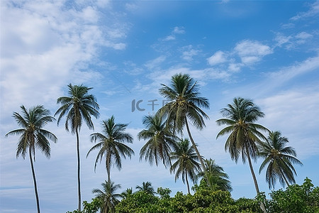云树木背景图片_一群椰子树，天空中有云