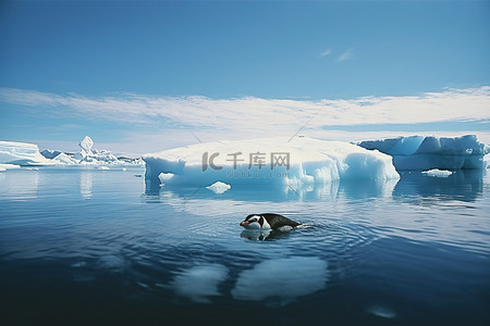 一只企鹅在冰上漂浮在水中