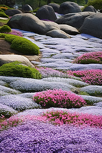 日本菲律宾太监花园，位于绿草地区的岩石上