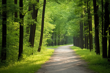 一条美丽的小路穿过长满树木和青草的森林