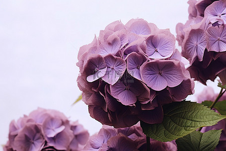 紫色木槿与棕色叶子开花绣球花