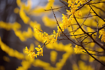 姜树背景图片_连翘花盛开照片春天的时候