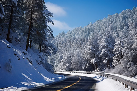 蓝色树林背景图片_一条穿过松树林的积雪路