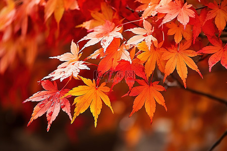 秋天的枫叶是五颜六色的，红色的