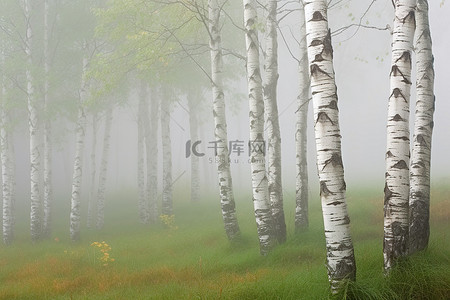 桦木森林背景图片_有雾的天气里有白桦树的风景