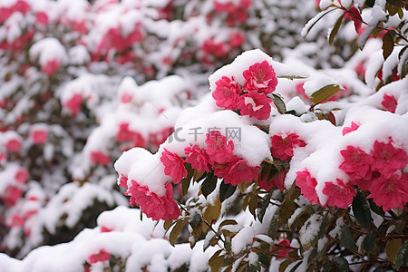 一朵红色的花，有白雪覆盖的灌木