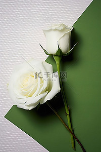 圆点背景图片_一朵白玫瑰坐在绿色圆点纸上