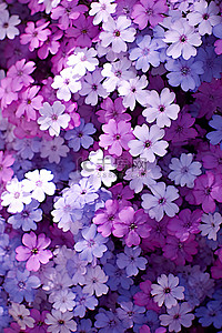 草丛中看到紫色粉红色蓝色白色的花朵