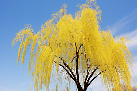 一棵黄叶的柳树映衬着蓝天
