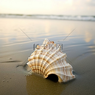 海滩海贝壳在沙子里