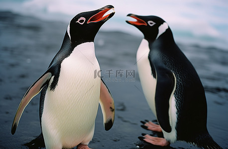 企鹅海的背景图片_两只长着大嘴和黑色长毛的企鹅
