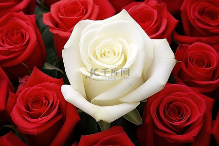 一朵红玫瑰在白玫瑰束中脱颖而出