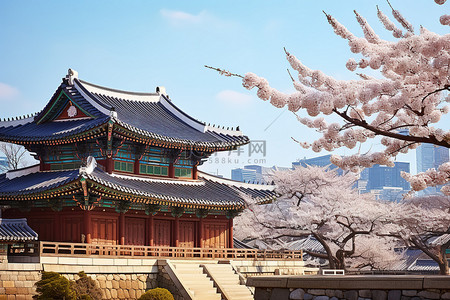 一座古老的韩国房屋附近矗立着白色盛开的樱花树