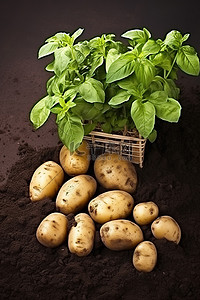 土豆植物背景图片_土豆和植物