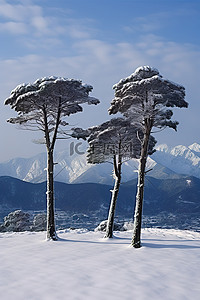 雪地雪景背景图片_山背景中雪上的三棵树