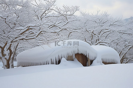 很高的背景图片_一个小棚子，里面有很多雪，树木堆得很高