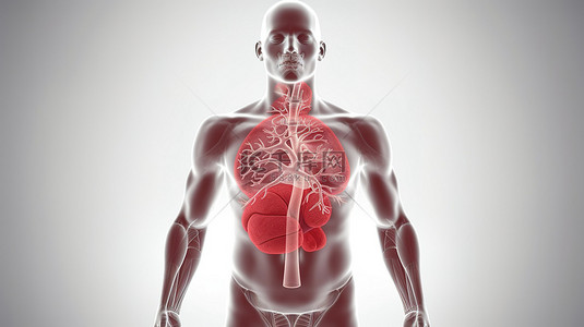 运动员肺部的 3D 插图，以红色突出显示，并带有剪切路径