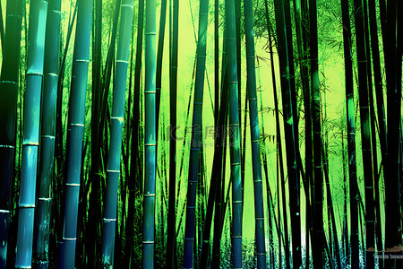 森林里的竹树