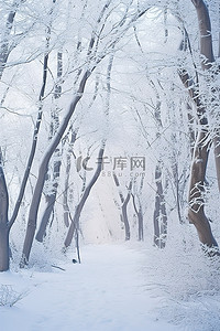 韩国金雪背景图片_满洲金化县冬雪中穿过冬季森林的小路