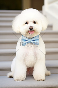 坐在楼梯背景图片_戴着头巾的白色比雄犬坐在楼梯上，戴着蓝色领结