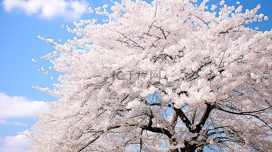 赏花背景图片_盛开的樱花树pc92354867