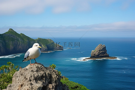 海鸥背景图片_一只海鸥坐在悬崖上俯瞰大海