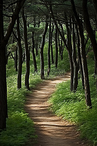 一条通往树林的小路
