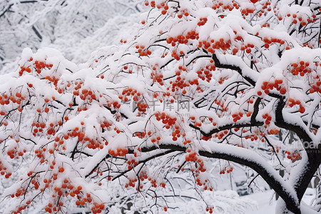 一棵被雪和其他树枝覆盖的树