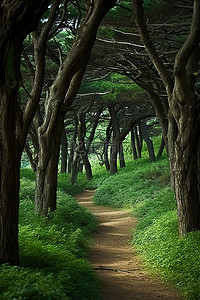 一张穿过有许多绿树的森林的土路的照片