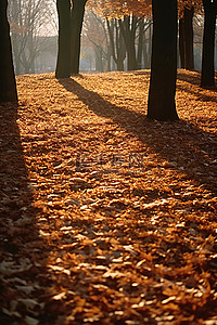 公园路背景图片_树叶覆盖了公园的地面