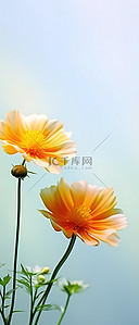 两朵橙色的花，叶子在清晰的背景前