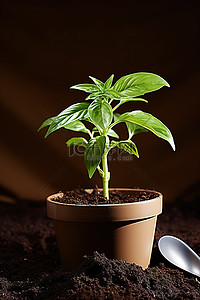 地里的西瓜背景图片_生长在地里的盆栽植物