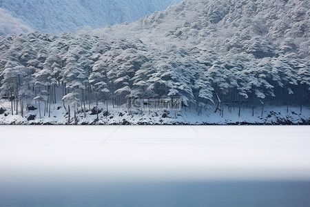 森林位于前景，树木被雪覆盖